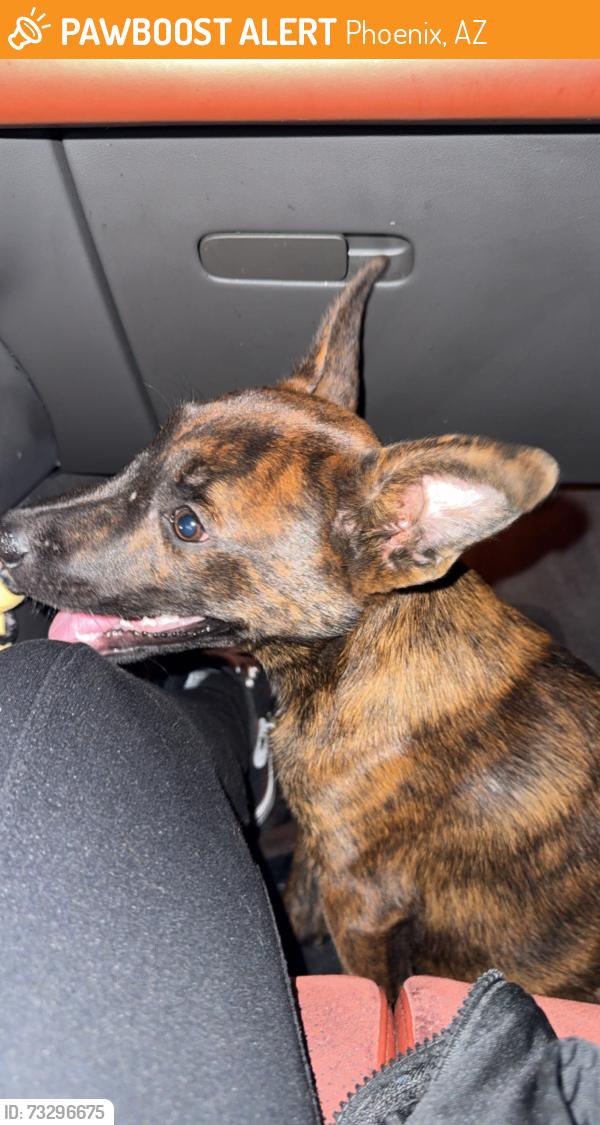 Found/Stray Female Dog last seen Near W Camelback Rd Phoenix, AZ 85017 United States, Phoenix, AZ 85017