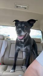 Found/Stray Female Dog last seen Millwood pre k center and safeway, Millwood, WA 99212