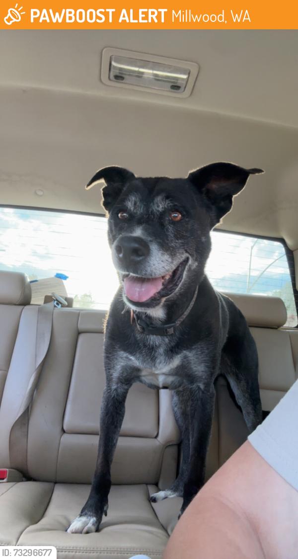Found/Stray Female Dog last seen Millwood pre k center and safeway, Millwood, WA 99212