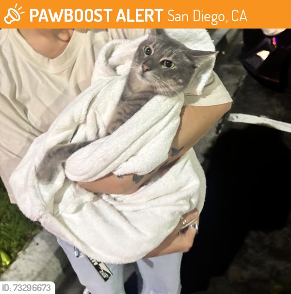 Found/Stray Male Cat last seen On the road outside Silver Fox, San Diego, CA 92109
