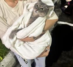 Found/Stray Male Cat last seen On the road outside Silver Fox, San Diego, CA 92109