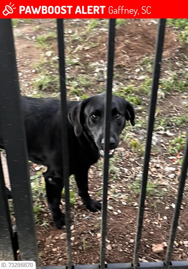 Lost Female Dog last seen YMCA, Stone crest, the trailer park near stone crest., Gaffney, SC 29341