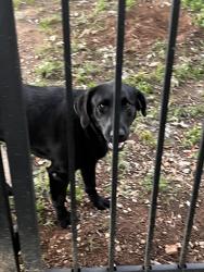 Lost Female Dog last seen YMCA, Stone crest, the trailer park near stone crest., Gaffney, SC 29341