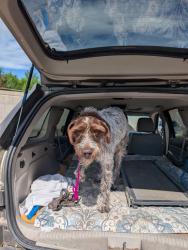 Reunited Male Dog last seen Uintah/ Columbia/Weber, Colorado Springs, CO 80903