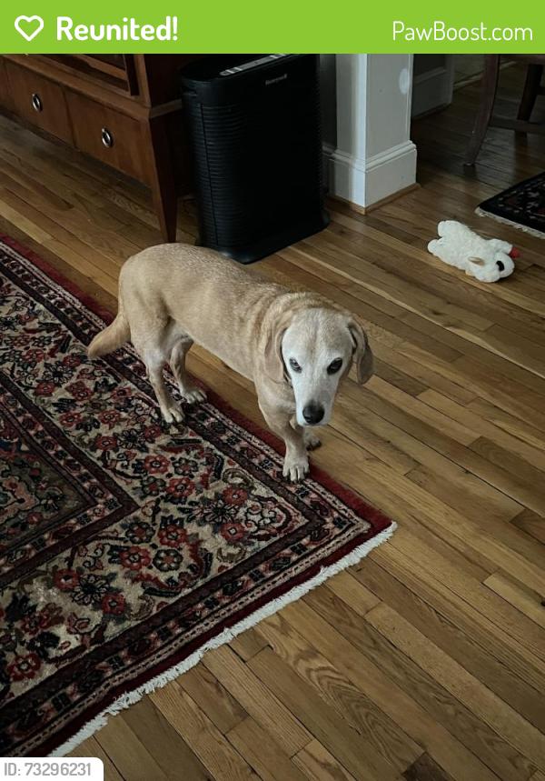 Reunited Male Dog last seen Braddock Rd, Alexandria, VA 22312