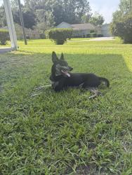 Found/Stray Male Dog last seen Baldwin Rail Trail, Jacksonville, FL 32234