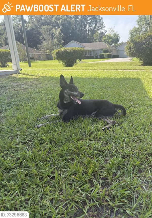 Found/Stray Male Dog last seen Baldwin Rail Trail, Jacksonville, FL 32234