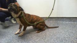 Shelter Stray Male Dog last seen CHARLOTTE, 8315 Byrum Dr, Charlotte, NC 28217, USA