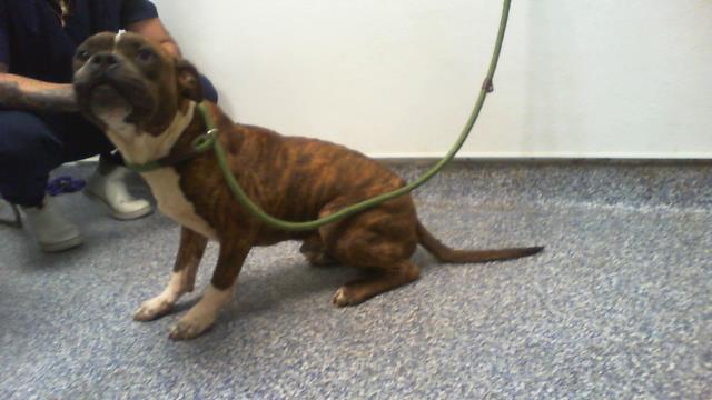 Shelter Stray Male Dog last seen CHARLOTTE, 8315 Byrum Dr, Charlotte, NC 28217, USA