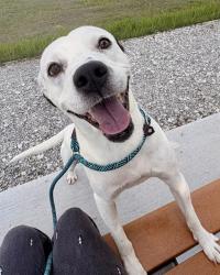 Shelter Stray Male Dog last seen Near, 2600 S Harding St, Indianapolis, IN 46221, USA