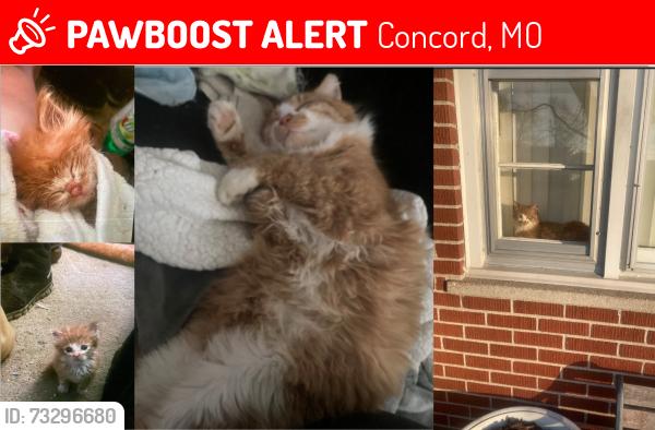 Lost Male Cat last seen Faraday and Cathy Drive, St. Louis, MO 63123, Concord, MO 63123