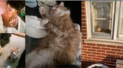 Lost Male Cat last seen Faraday and Cathy Drive, St. Louis, MO 63123, Concord, MO 63123