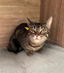 Shelter Stray Female Cat last seen , 14409 Vanowen St, Van Nuys, CA 91405, USA