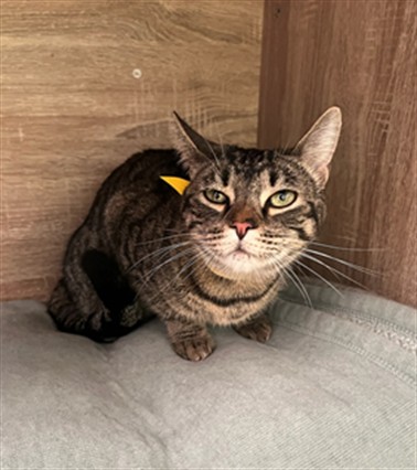Shelter Stray Female Cat last seen , 14409 Vanowen St, Van Nuys, CA 91405, USA