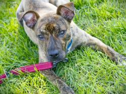 Shelter Stray Female Dog last seen Near BLOCK RAYMOND DIEHL RD, TALLAHASSEE FL 32308, 1125 Easterwood Dr, Tallahassee, FL 32311, USA