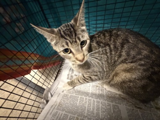 Shelter Stray Female Cat last seen , 14409 Vanowen St, Van Nuys, CA 91405, USA