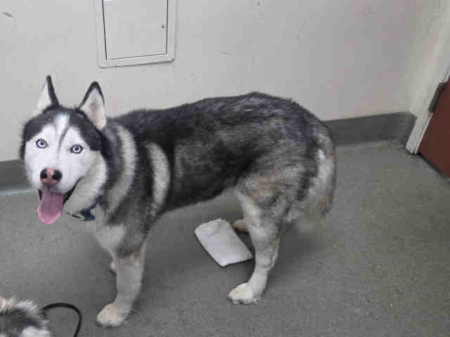 Shelter Stray Male Dog last seen , 2481 Palomar Airport Rd, Carlsbad, CA 92011, USA