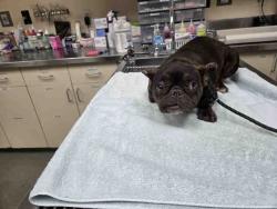 Shelter Stray Female Dog last seen RICE CANYON RD, 2481 Palomar Airport Rd, Carlsbad, CA 92011, USA