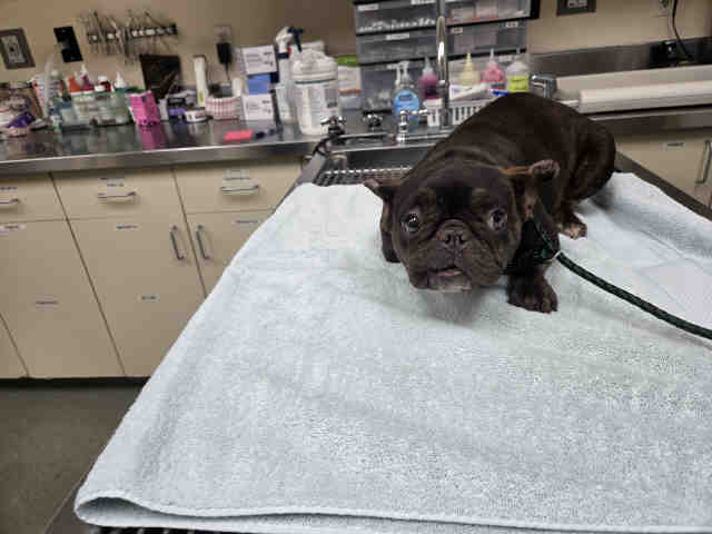Shelter Stray Female Dog last seen RICE CANYON RD, 2481 Palomar Airport Rd, Carlsbad, CA 92011, USA