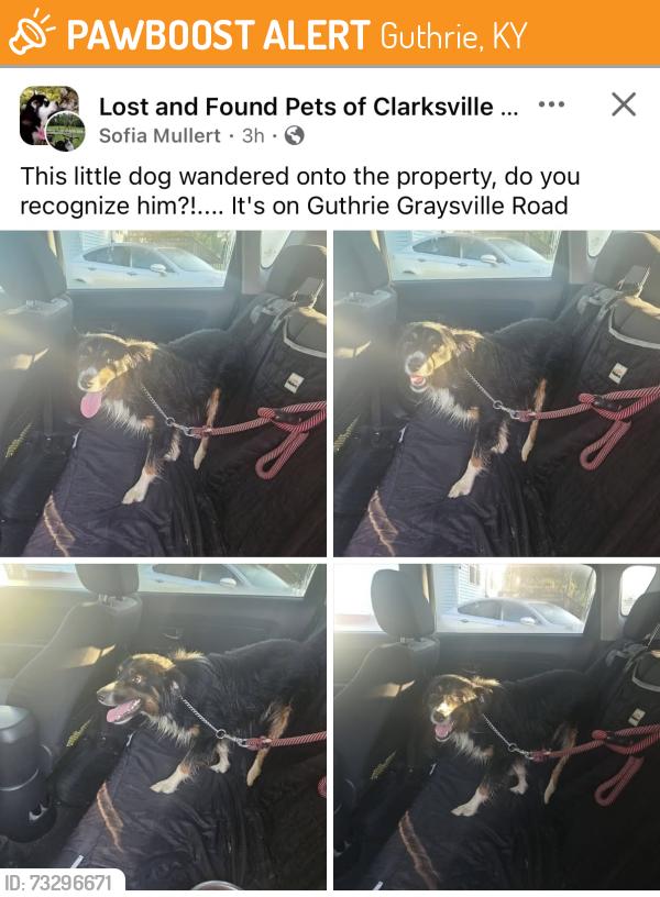 Found/Stray Unknown Dog last seen Graysville rd and Hwy 79, Guthrie, KY 42234