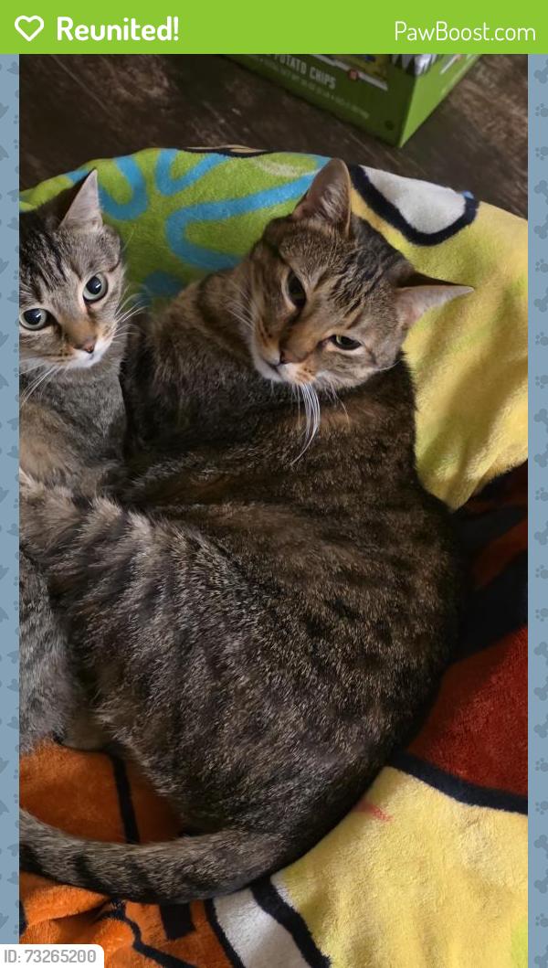 Reunited Male Cat last seen Grand Ave, Cleburne, TX 76033