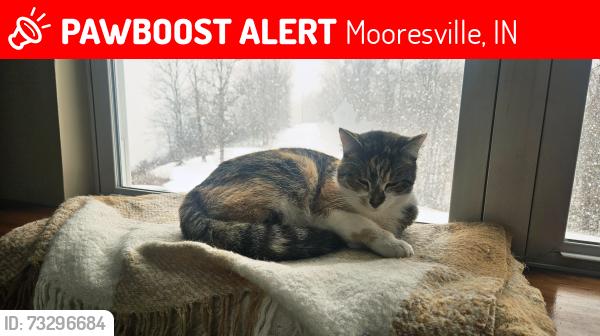 Lost Female Cat last seen W. Harrison and Jefferson St, Mooresville, IN 46158