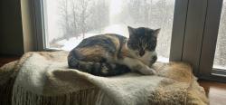 Lost Female Cat last seen W. Harrison and Jefferson St, Mooresville, IN 46158