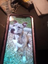 Reunited Female Dog last seen Near N Head St, Fort Worth, TX 76137
