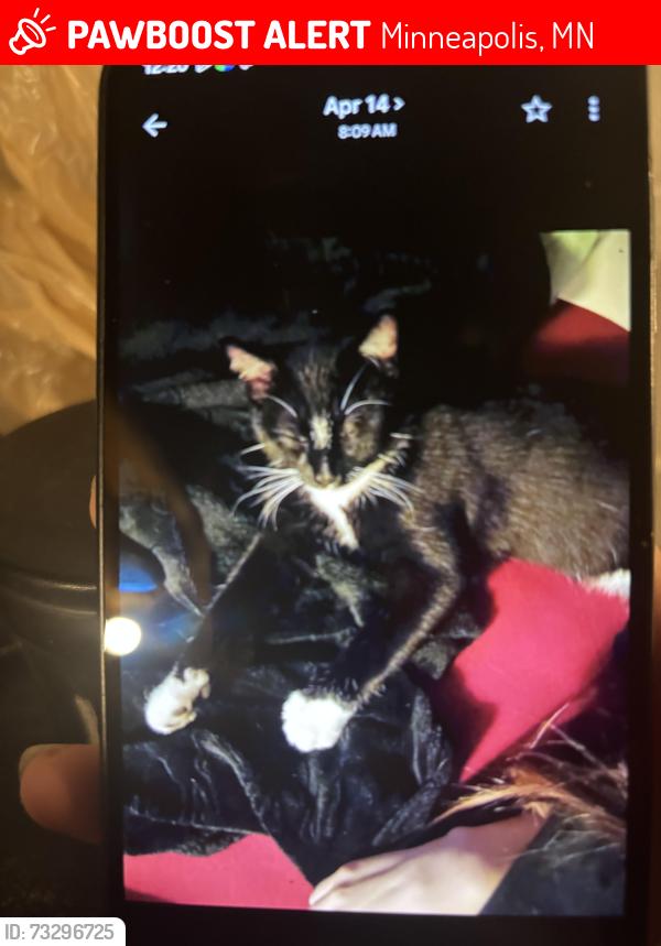 Lost Male Cat last seen 45and west broadway, Minneapolis, MN 55422
