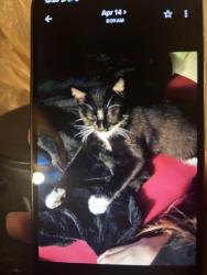 Lost Male Cat last seen 45and west broadway, Minneapolis, MN 55422