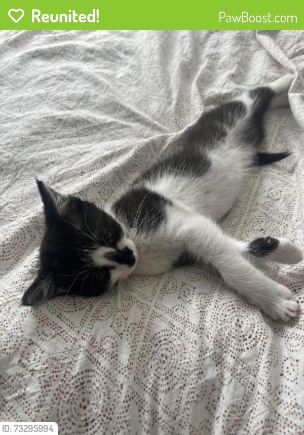 Reunited Female Cat last seen Jefferson Ave, Hawthorne, CA 90250, USA, Hawthorne, CA 90250