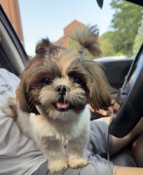 Reunited Female Dog last seen 45th and kissena blvd, Queens, NY 11354