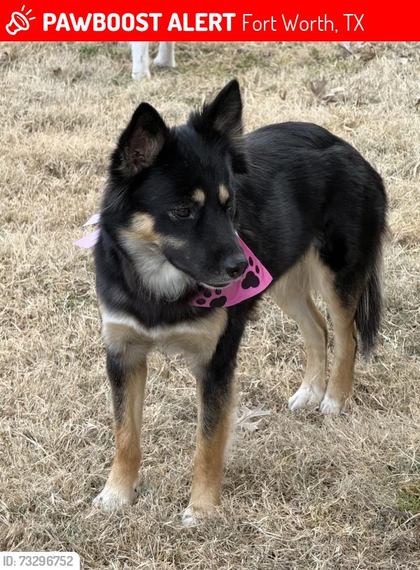 Lost Male Dog last seen The Berkeley, 1854-1910 Park Hill Dr, Fort Worth, TX 76110, Fort Worth, TX 76110