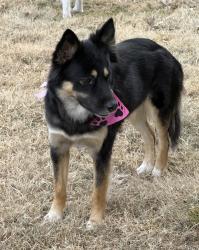 Lost Male Dog last seen The Berkeley, 1854-1910 Park Hill Dr, Fort Worth, TX 76110, Fort Worth, TX 76110