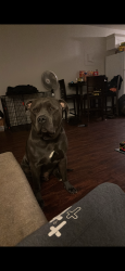 Reunited Male Dog last seen Forest ave, Forest Park, GA 30297