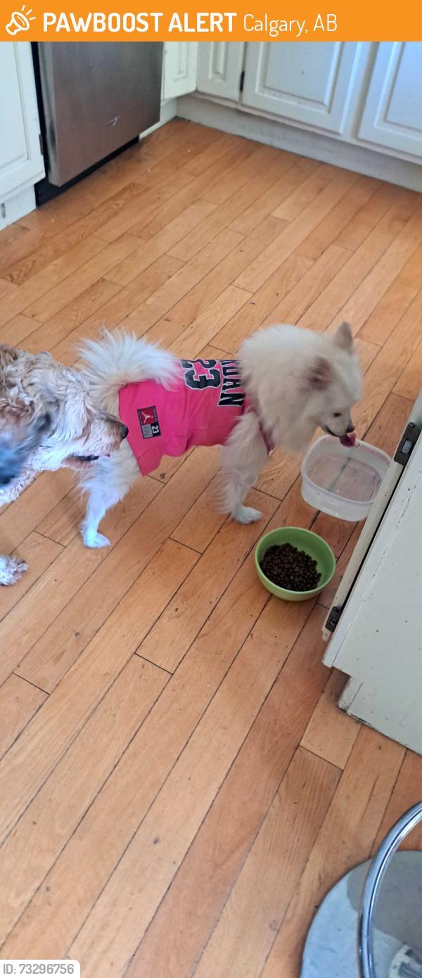 Found/Stray Male Dog last seen Templegreen Drive, Calgary, AB 