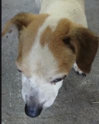 Reunited Unknown Dog last seen Ridge street, Chattooga County, GA 30753