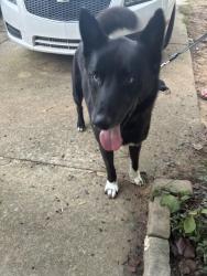 Reunited Male Dog last seen Hwy 98 and N Mineral Springs, Durham, NC 27703