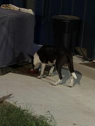 Found/Stray Male Dog last seen Bill Cody Circle and Sam Bass, Log Cabin, TX 75148