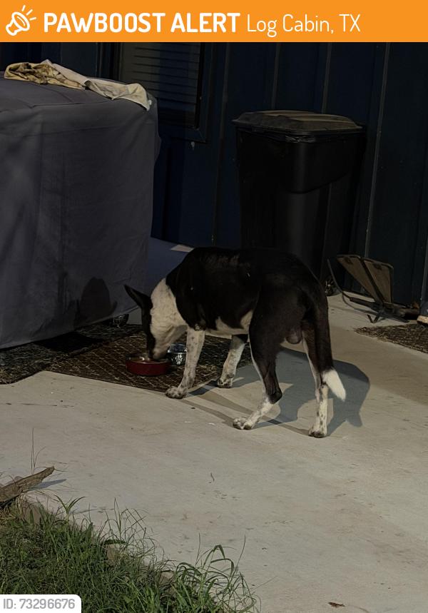 Found/Stray Male Dog last seen Bill Cody Circle and Sam Bass, Log Cabin, TX 75148