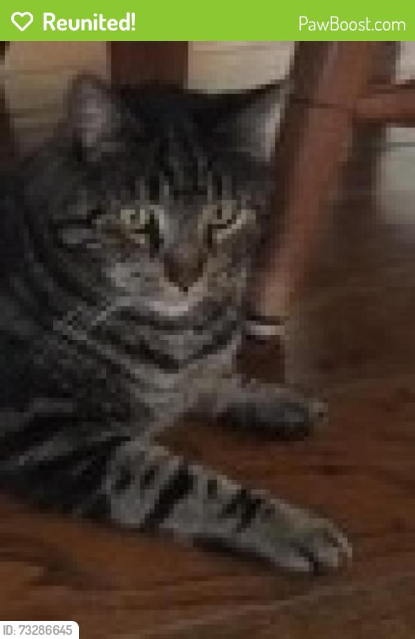 Reunited Male Cat last seen West Street in Berkeley, Berkeley, CA 94702