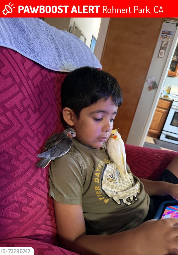 Lost Unknown Bird last seen Golf Course, Rohnert Park, CA 94928