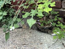 Reunited Female Cat last seen The alley way next to the laundromat, Philadelphia, PA 19104