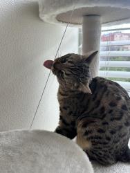 Reunited Female Cat last seen William and Pablo, Oakland, CA 94612