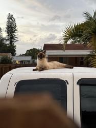 Lost Male Cat last seen 54th ave and Martin Luther king, St. Petersburg, FL 33703