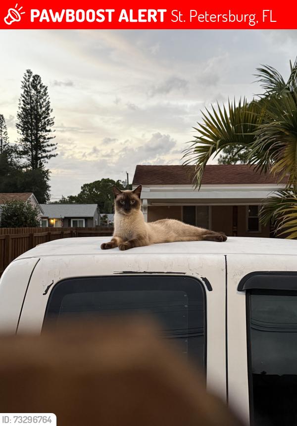 Lost Male Cat last seen 54th ave and Martin Luther king, St. Petersburg, FL 33703