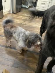 Reunited Male Dog last seen 37th St. South, St Petersburg, FL, St. Petersburg, FL 33712