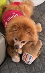 Reunited Female Dog last seen Flickinger, San Jose, CA 95131