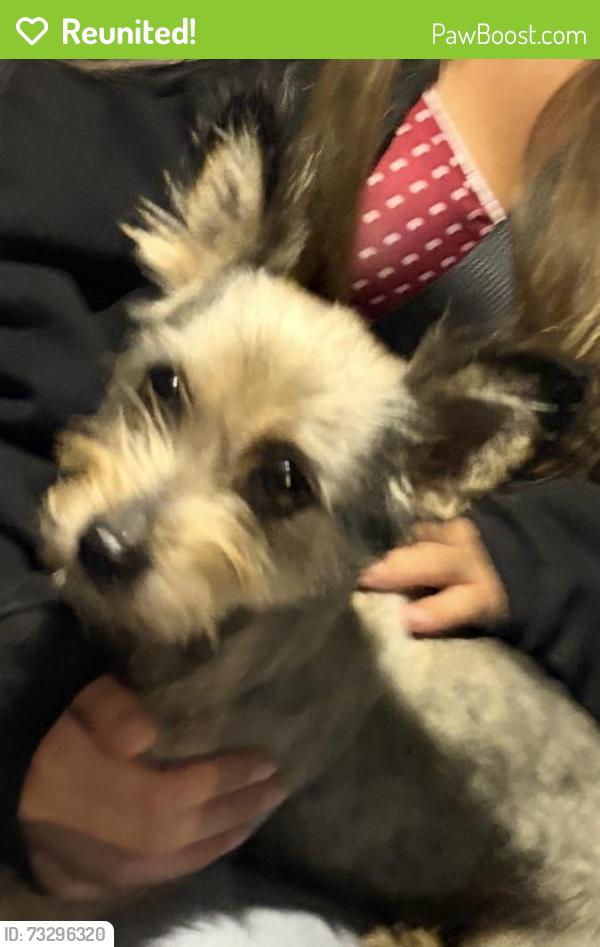 Reunited Female Dog last seen 170th St & Firmona Ave, Lawndale, CA 90260