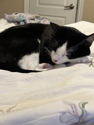 Reunited Male Cat last seen Magnolia street, El Cajon, CA 92021